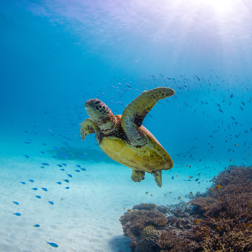 Sea Turtles in Oahu