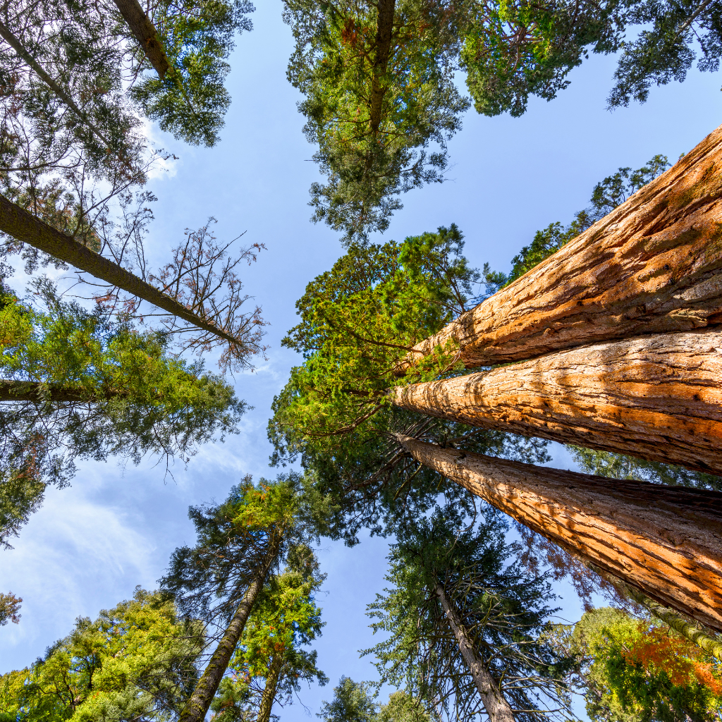 Giant Trees